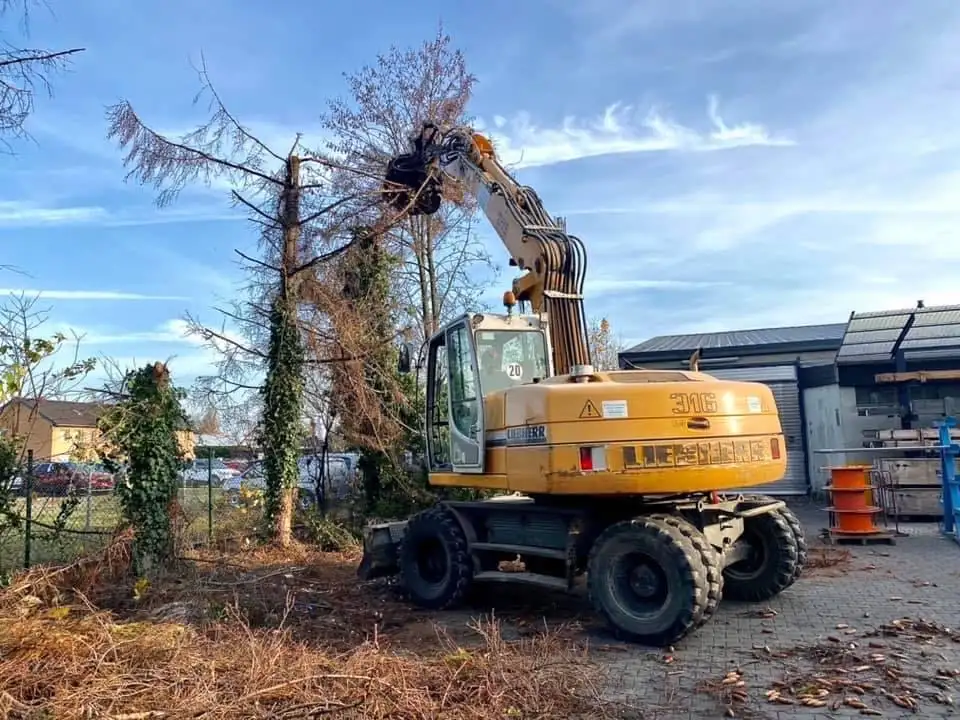 Baumfäll / Baumpflegearbeiten Baum per Bagger gesichert, während er bearbeitet wird